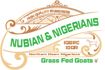 Northern Dawn Nigerians